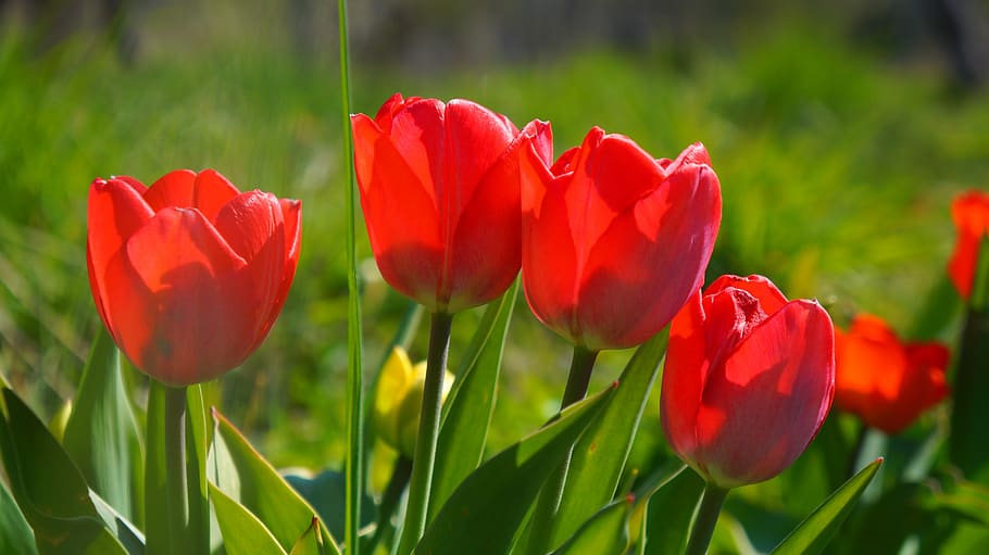 nature, plants, flowers, spring, tulips, red, meadow, the environment HD wallpaper