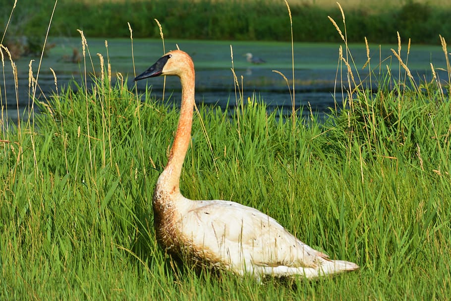 united states, ann arbor, scio church road, bird sanctuary, HD wallpaper