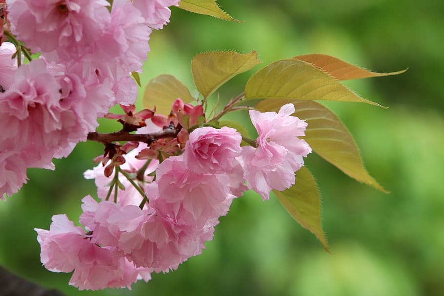 spring, spring flowers, nature, plants, season, garden, flowering HD wallpaper