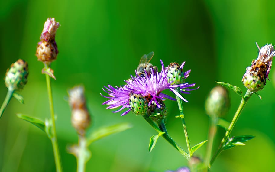 Microscopic Photo of Purple Flower Buds, bee, blooming, blossom HD wallpaper