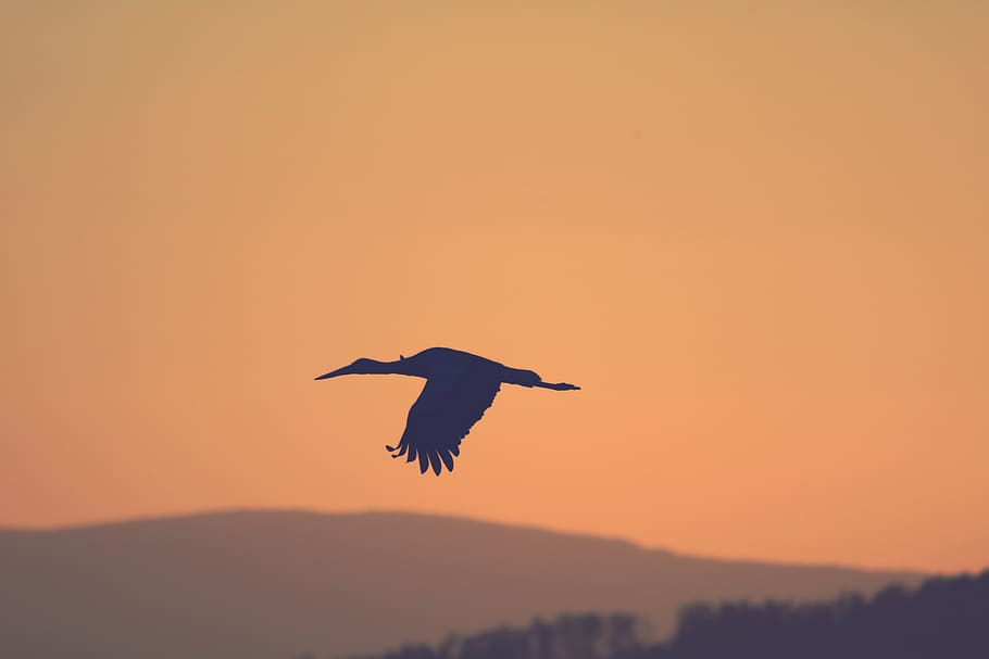 silhouette, bird, stork, flying, twilight, sky, vertebrate HD wallpaper