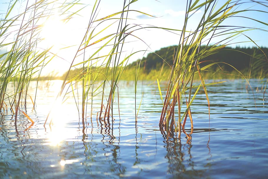view, lake, river, water, nature, flow, wild, plant, green HD wallpaper