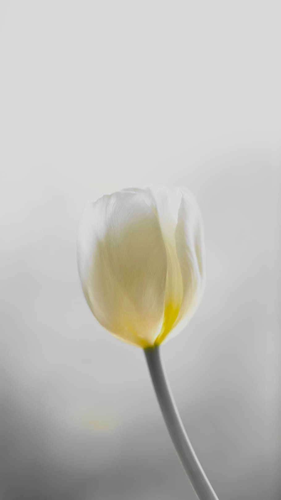 vulnerability, fragility, flower, freshness, flowering plant HD wallpaper