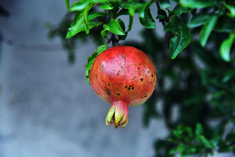 pomegranate, fruit, plants, red, vitamin, food, sour, fresh HD wallpaper