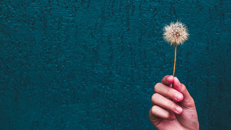 person holding brown dandelion flower in close-up photography