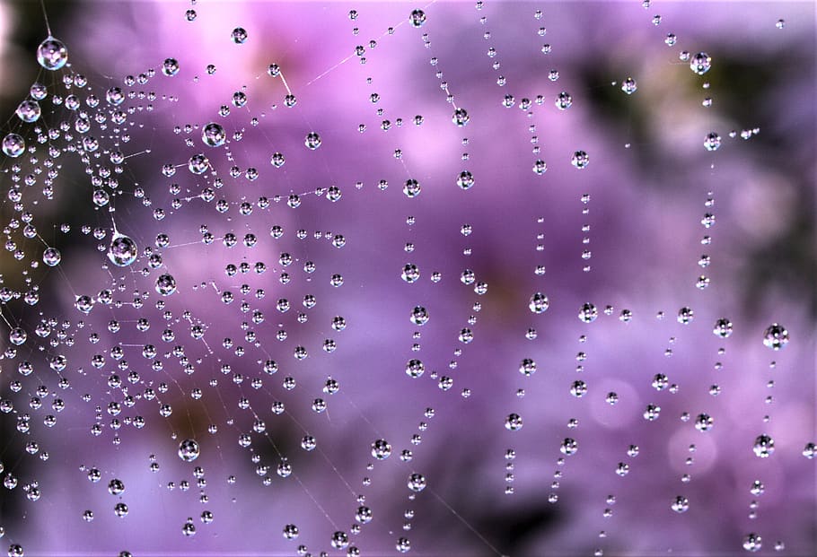 dew, rain, wet, abstract, drop, waterdrop, spiderweb, no people HD wallpaper