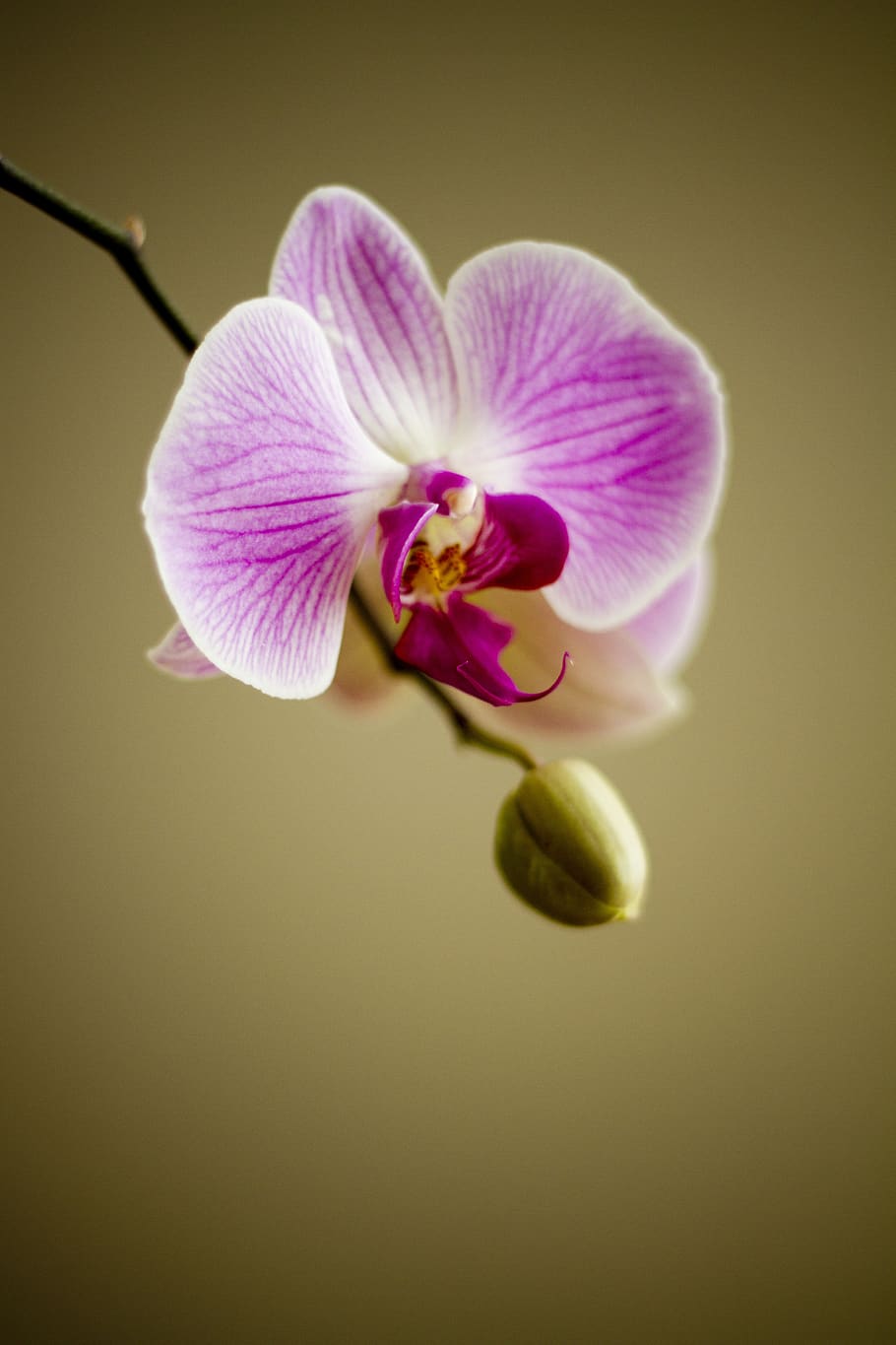 White and Purple Orchid, bloom, blooming, blossom, bud, close-up HD wallpaper