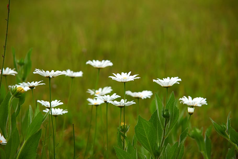nature, s, grass, plants, hayfields, wildflower, beautiful HD wallpaper