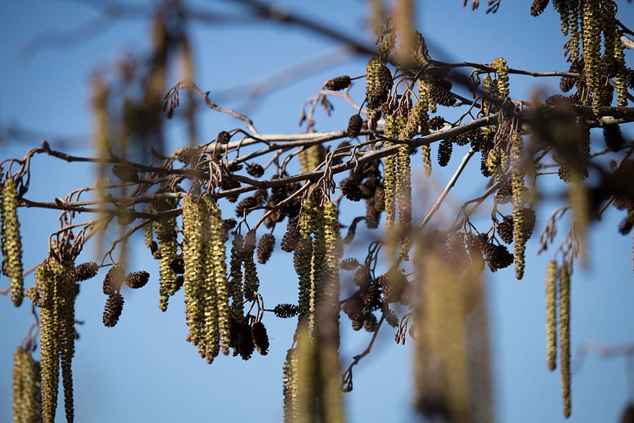 spring, willow, blossom, bloom, tree, plant, beauty in nature HD wallpaper