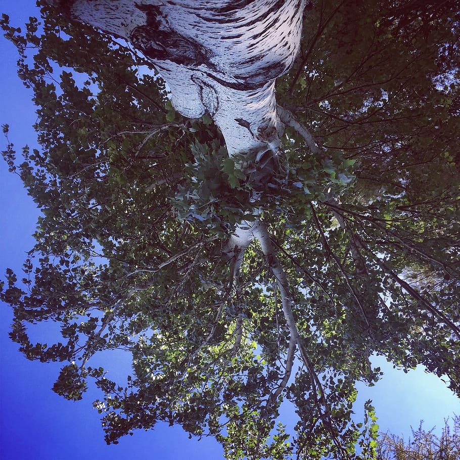 spain, villena, tree, plant, growth, beauty in nature, low angle view HD wallpaper