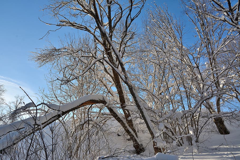 snow, tree, winter, nature, trees, white, cold, snowy, wintry HD wallpaper