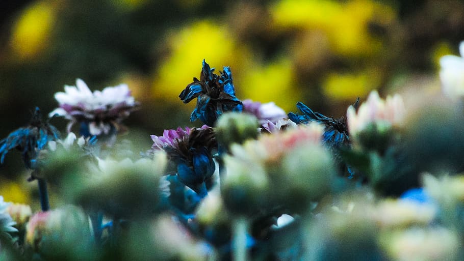 flower, macro, blue, flowering plant, selective focus, freshness, HD wallpaper