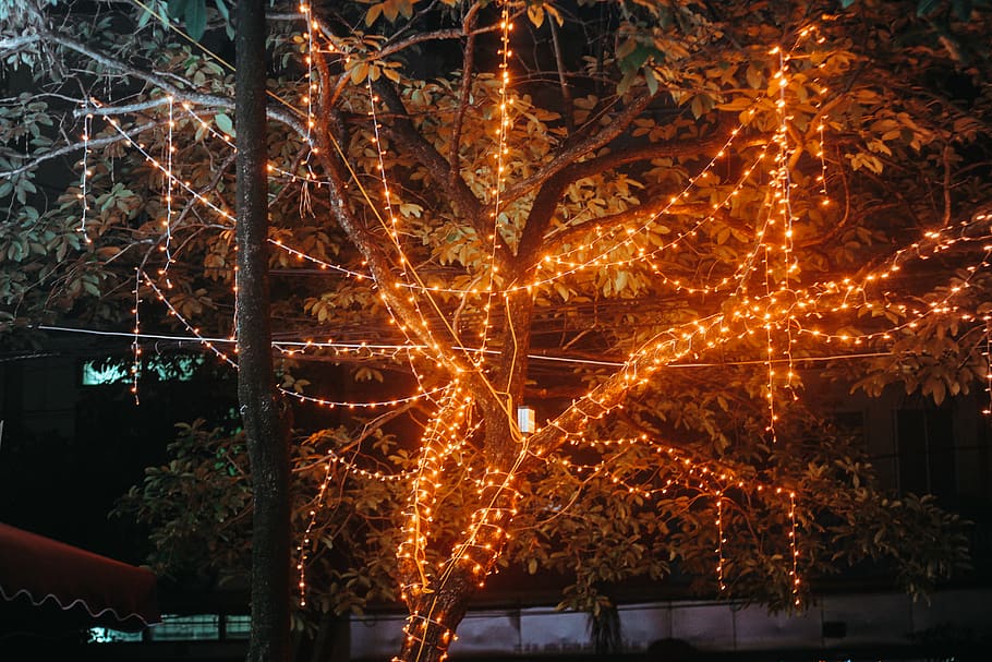 vietnam, bắc ninh, illuminated, night, tree, plant, celebration HD wallpaper