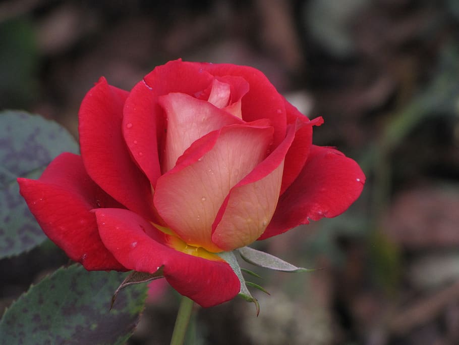 rose, red, hell, flower, blossom, bloom, plant, love, romantic HD wallpaper