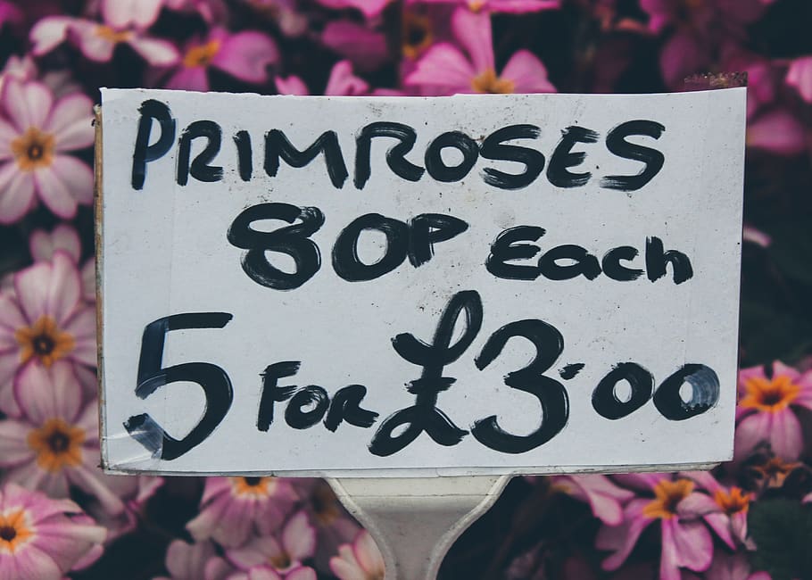 primroses printer paper, text, banner, blossom, flower, plant, HD wallpaper