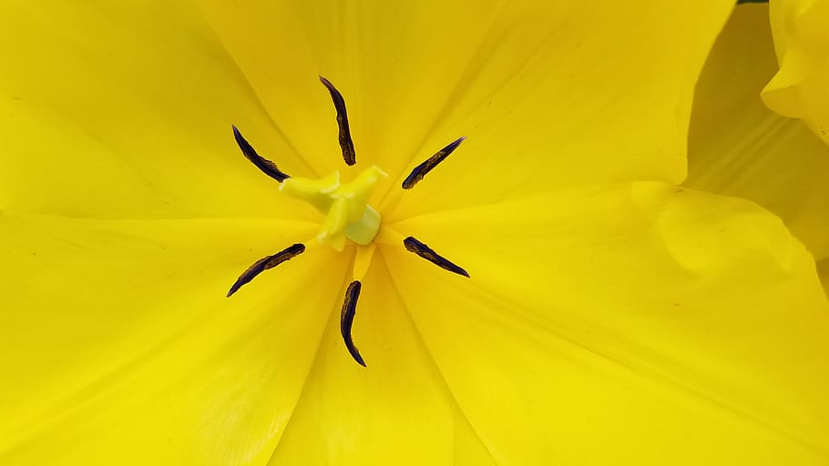yellow-petaled flower, freshness, flowering plant, fragility HD wallpaper