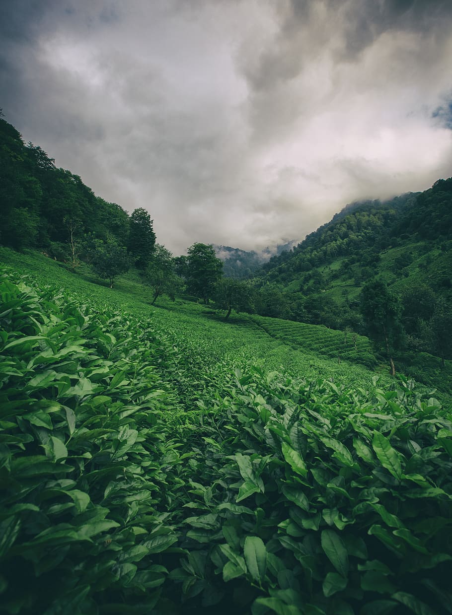 Green Fields, beautiful, cropland, daylight, environment, grass HD wallpaper