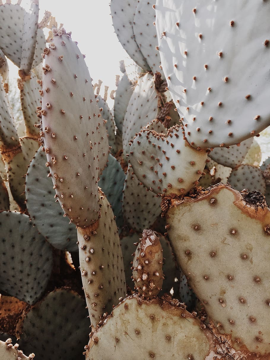 cactus plant, succulent plant, growth, prickly pear cactus, thorn HD wallpaper