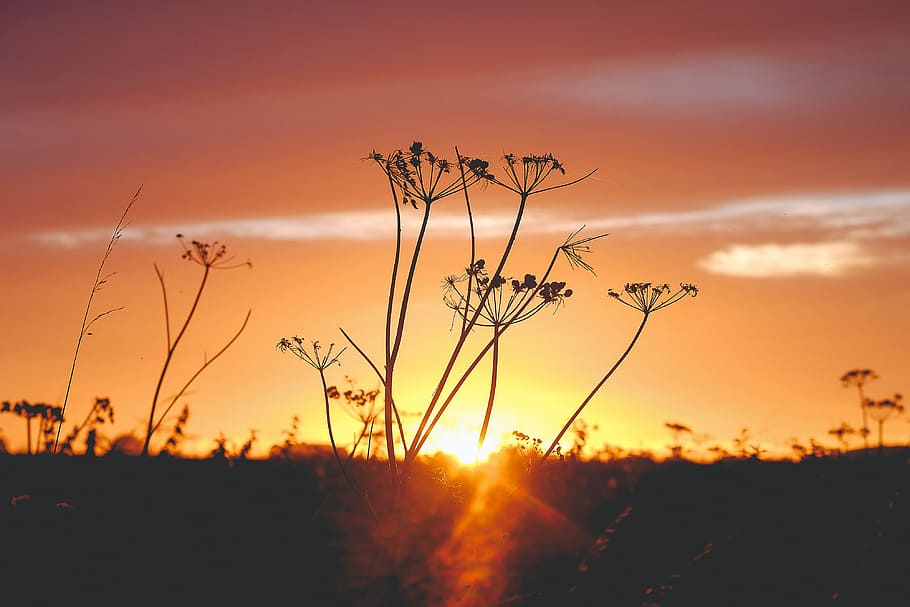 bright, sun, sunlight, landscape, yellow, visible, sunset, sky HD wallpaper