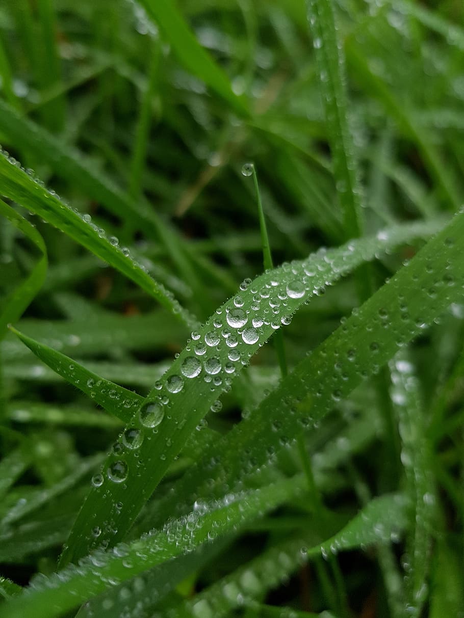 dew, drop, leaf, flora, nature, rain, grass, growth, garden HD wallpaper