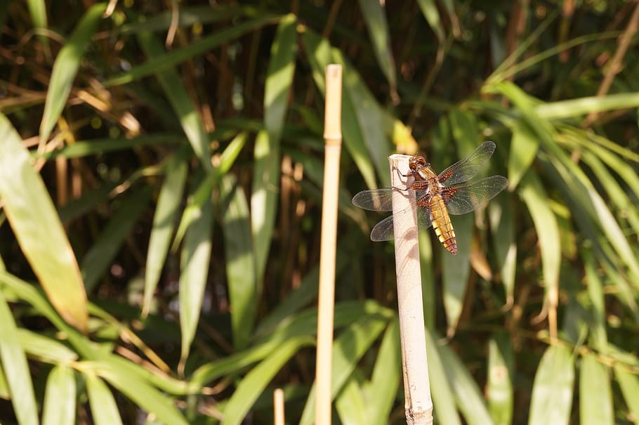 dragonfly, insect, reed, animals in the wild, animal wildlife HD wallpaper