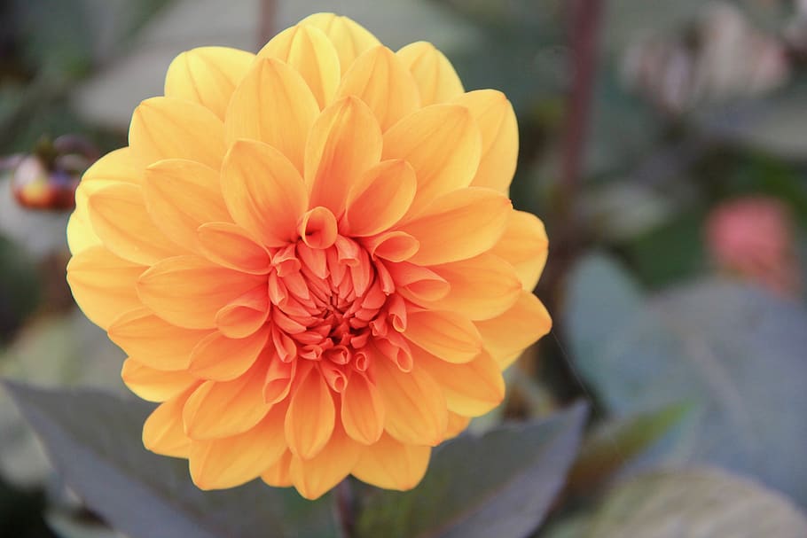 blossom, spring, bloom, flower, flora, petals, garden, botanical HD wallpaper