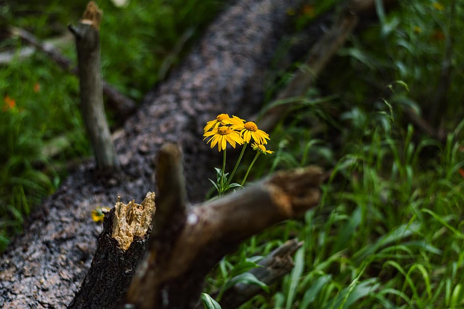 flowers, tree, stump, forrest, plant, flowering plant, growth HD wallpaper