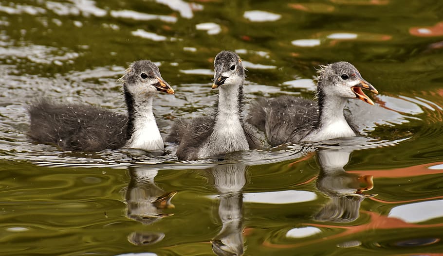 coots, chicks, waters, nature, waterfowl, young, plumage, swim HD wallpaper