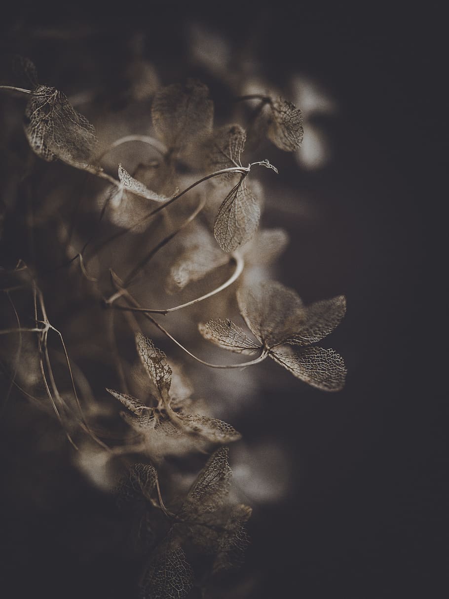 dark and a flowers, plant, grass, leaf, nature, outdoors, moss HD wallpaper