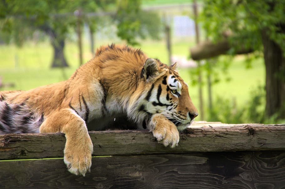 tiger, sleeping, animal, predator, zoo, cat, animal themes HD wallpaper