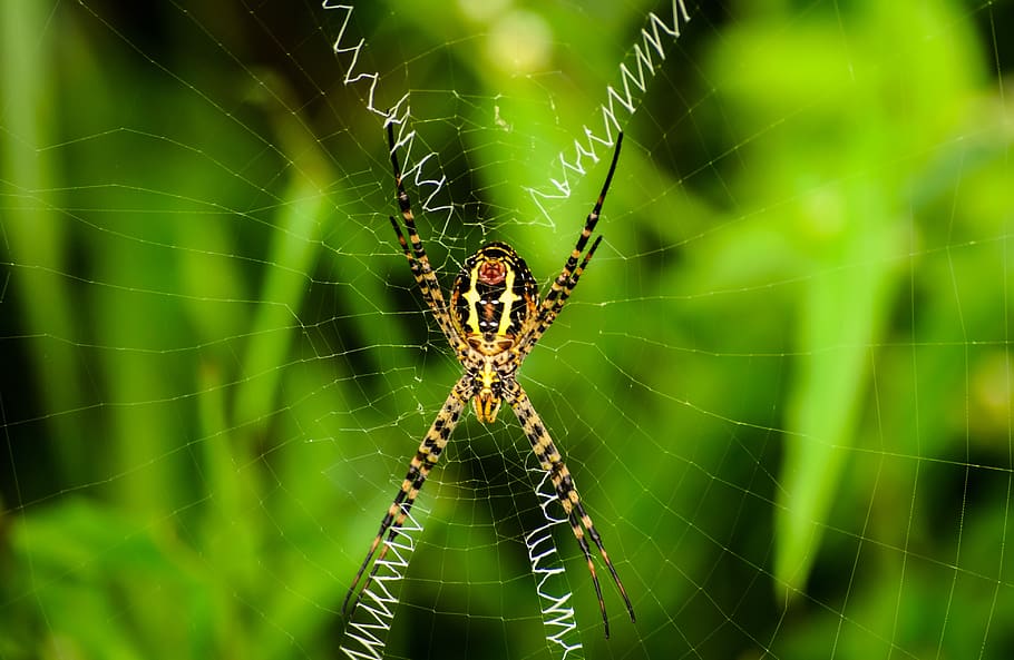 nature, spider, cobweb, insect, animal, creepy, bug, spider web HD wallpaper