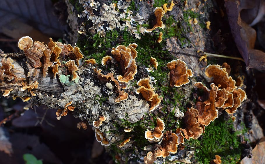 united states, oak ridge, lichen, fallen log, plant, symbiotic, HD wallpaper