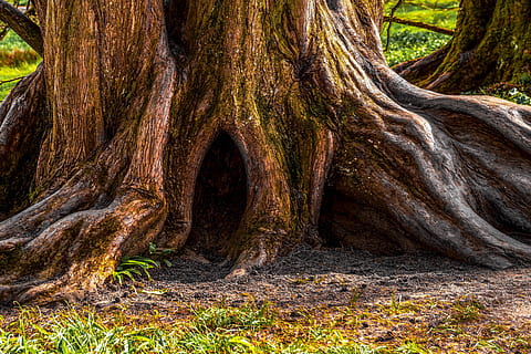 tree, old, ancient, log, tree bark, structure, tribe, forest HD wallpaper