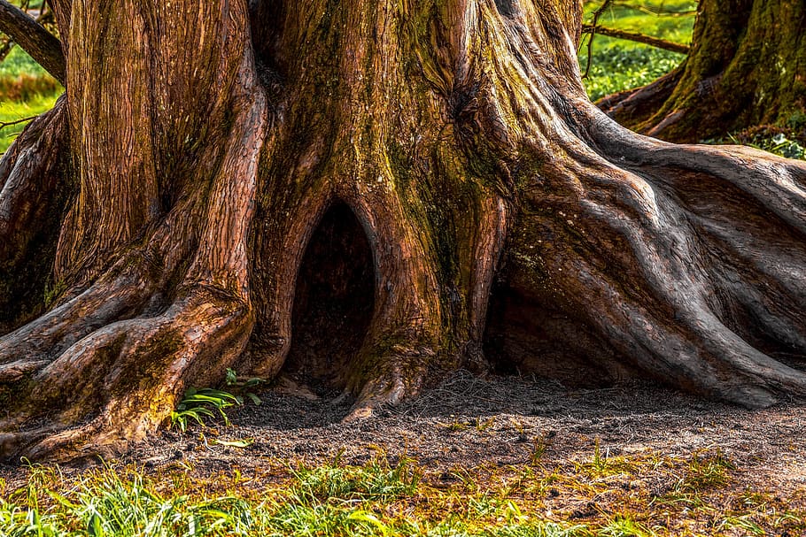 tree, old, ancient, log, tree bark, structure, tribe, forest HD wallpaper