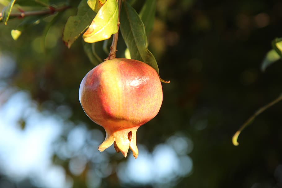 grenade, pomegranate fruit, grenadier, fruit tree, vitamins HD wallpaper