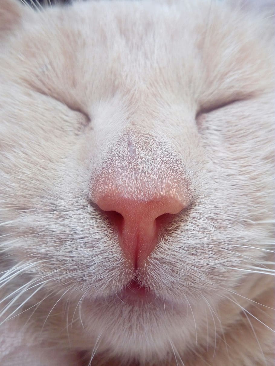 cat, white, pet, animal, kitten, lion, predator, sleep, portrait HD wallpaper