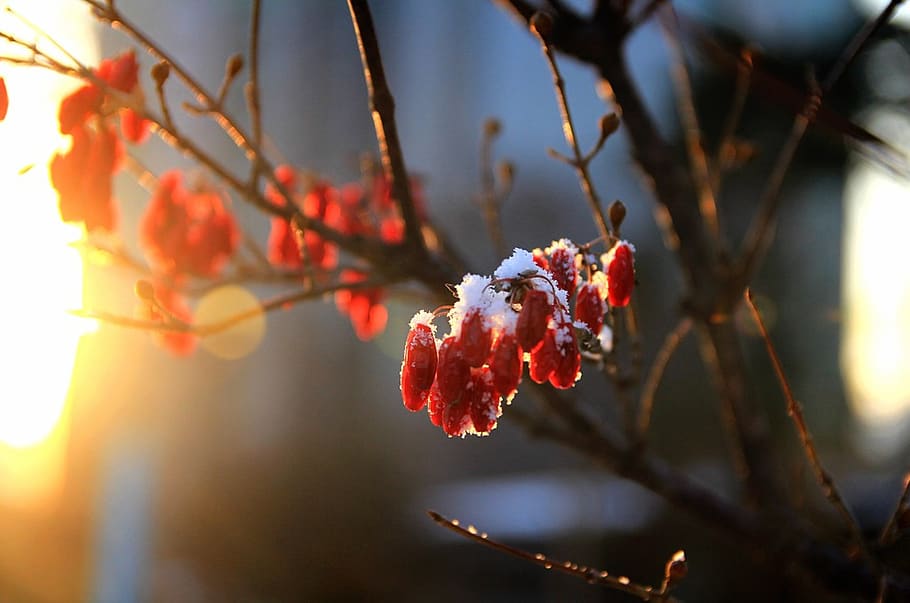 winter, cornus, fruit, snowflakes, wood, red, solar, plant HD wallpaper