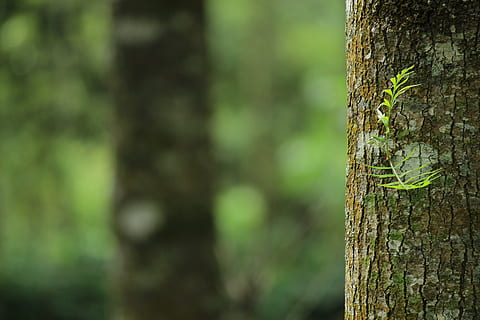 Shallow Focus Photography of Brown Tree Trunk, blurred background HD wallpaper