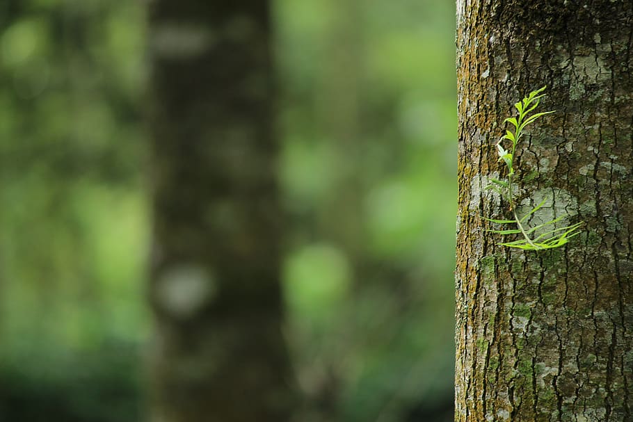 Shallow Focus Photography of Brown Tree Trunk, blurred background, HD wallpaper