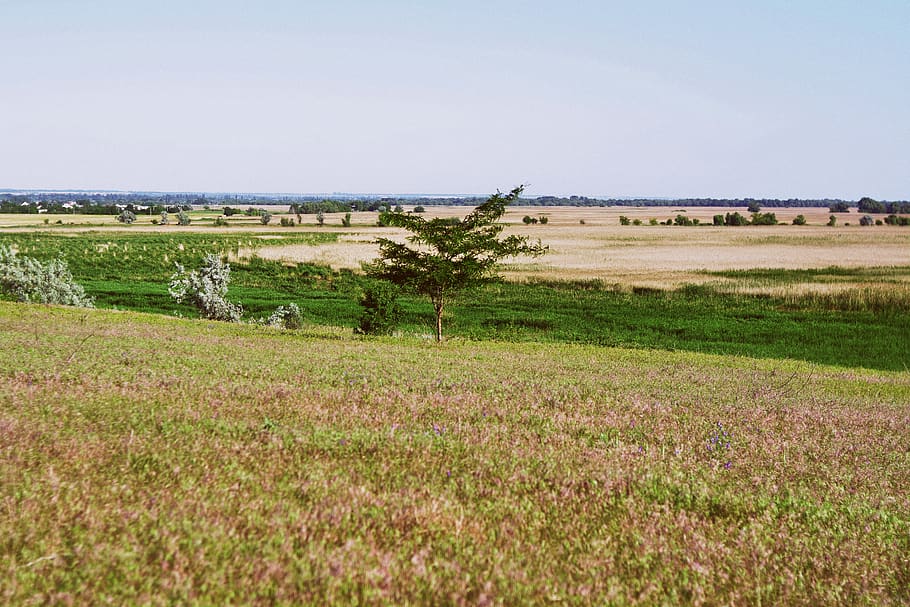 tree, field, landscape, wallpaper, background, minimalism, minimalistic HD wallpaper