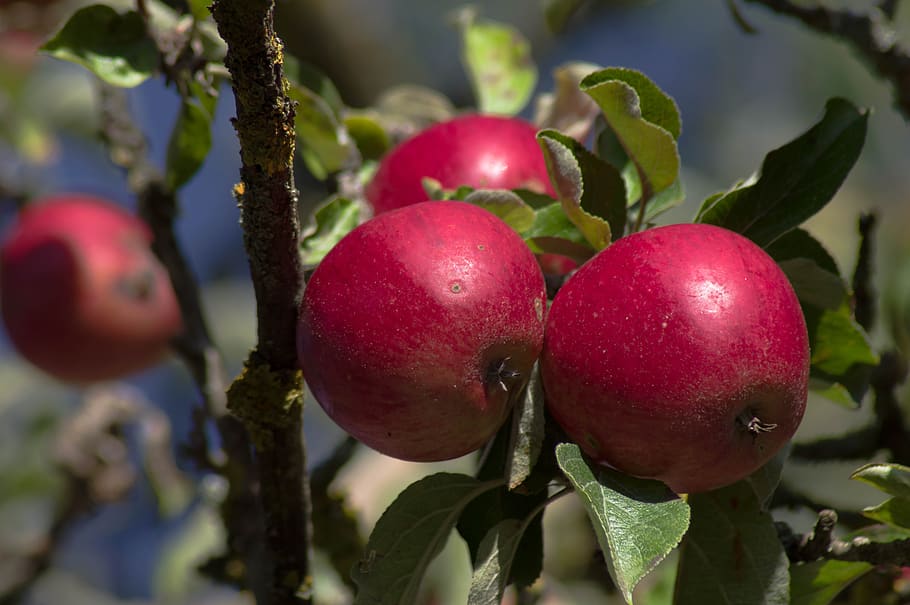 apples, fall, harvest, fruit, food and drink, healthy eating HD wallpaper
