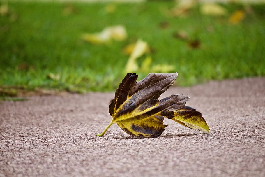 leaf, winter, autumn, cold, road, solitude, dry, outdoors, path HD wallpaper