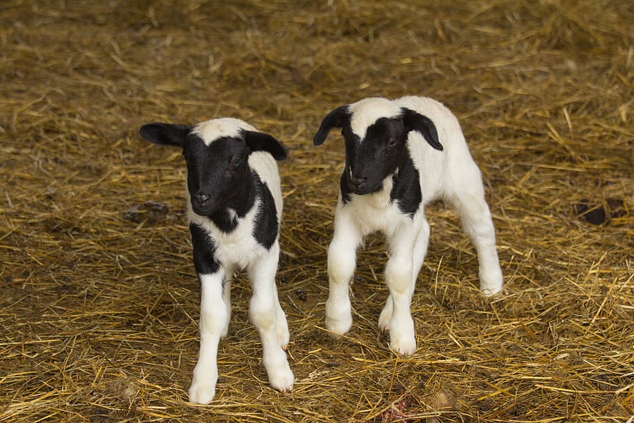 lambs, sheep, flock, pasture, cute, animal themes, domestic HD wallpaper