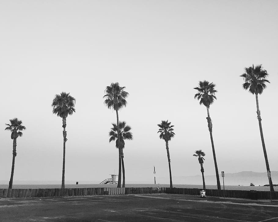 plant, palm tree, arecaceae, road, tarmac, asphalt, united states HD wallpaper
