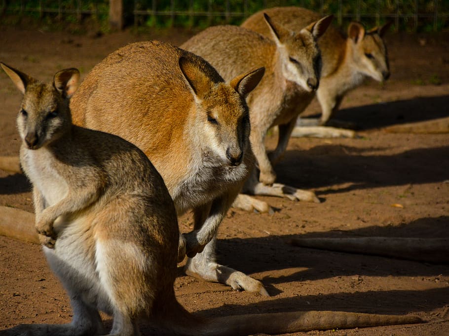 mammal, kangaroo, wallaby, animal, sydney, australia, zoo, kangeroo