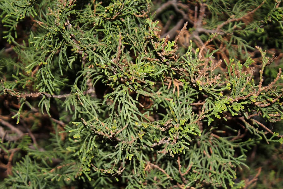 plant, tree, conifer, larch, abies, fir, pine, spruce, moss HD wallpaper