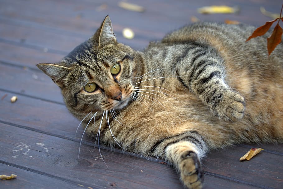 cat, playful, gray, stripes, lazy, fatty, feline, mammal, animal themes HD wallpaper
