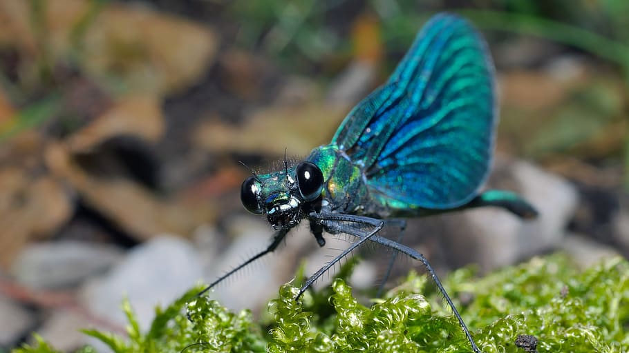 dragonfly, insects, blue, macro, nature, animal themes, invertebrate HD wallpaper