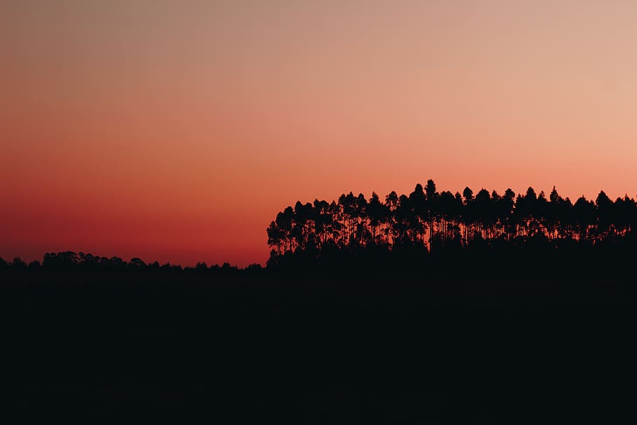 Silhouette of Trees during Dawn, backlit, dark, idyllic, nature HD wallpaper