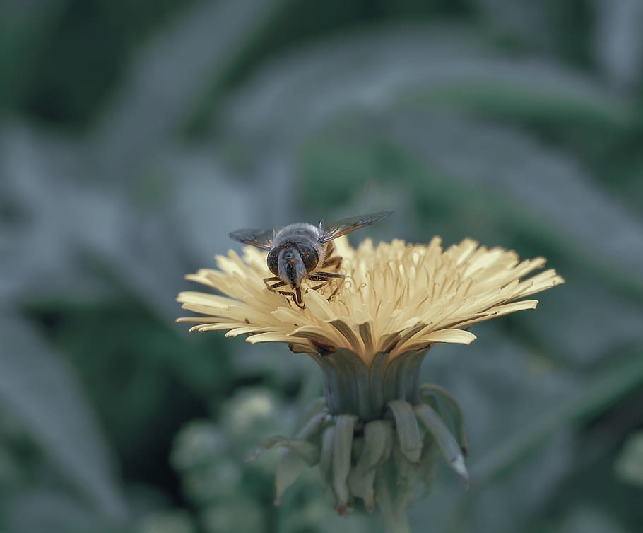 insecte, bee, nature, pollen, nectar, bloom, flower, animal HD wallpaper
